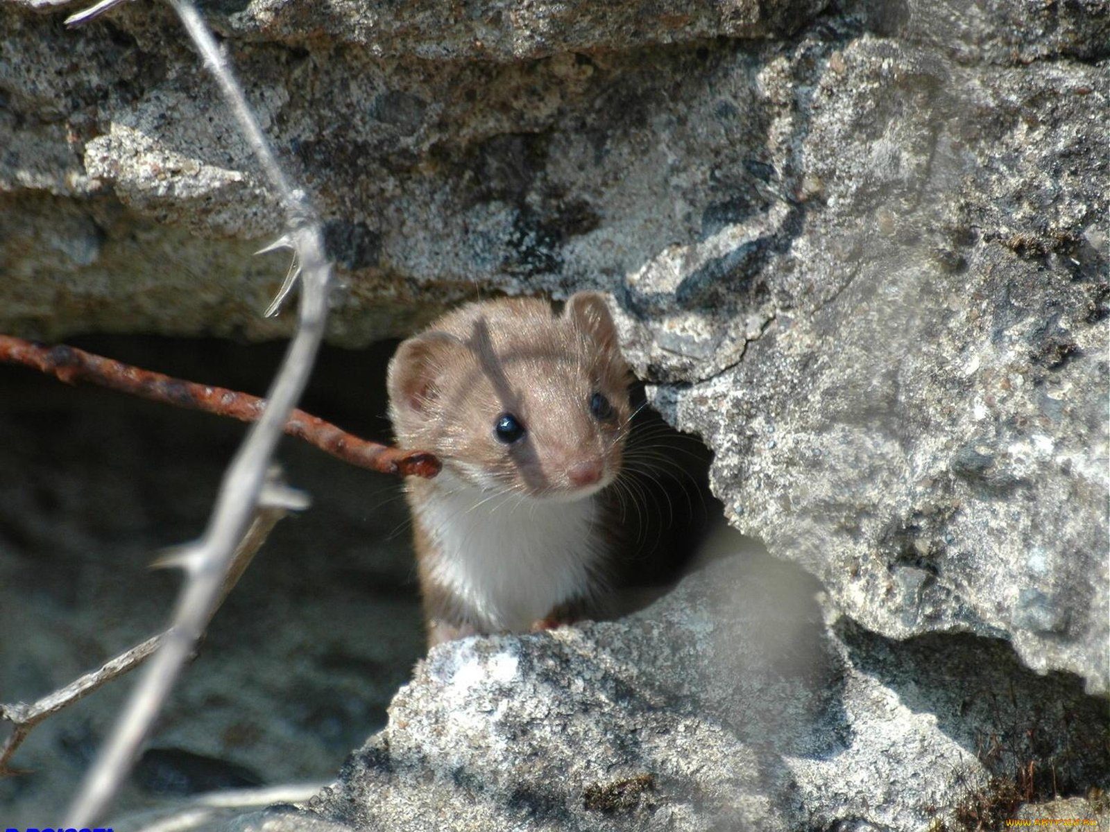 горностай, животные, хорьки, ласки, соболи, горностаи, куницы