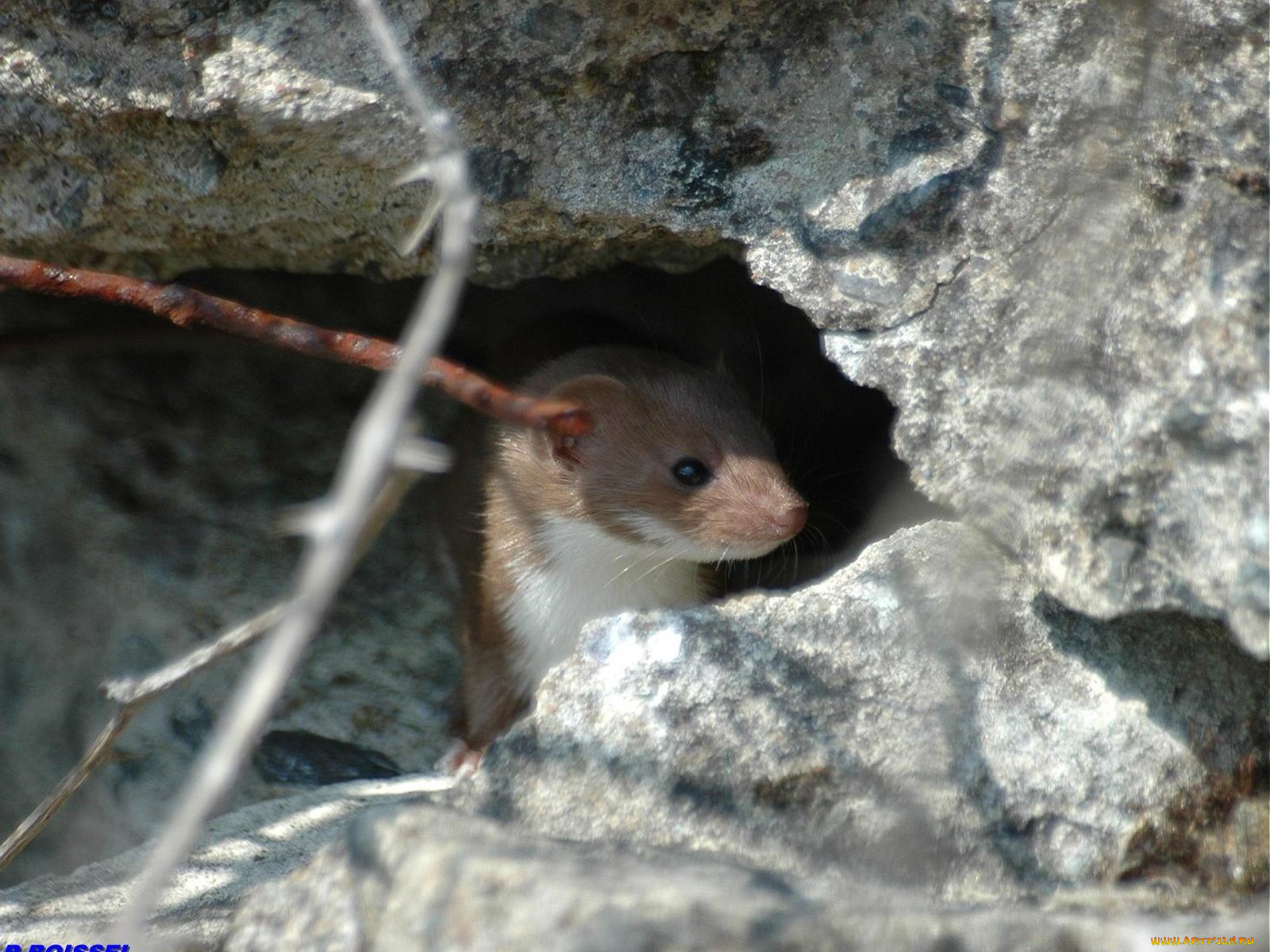 горностай, животные, хорьки, ласки, соболи, горностаи, куницы