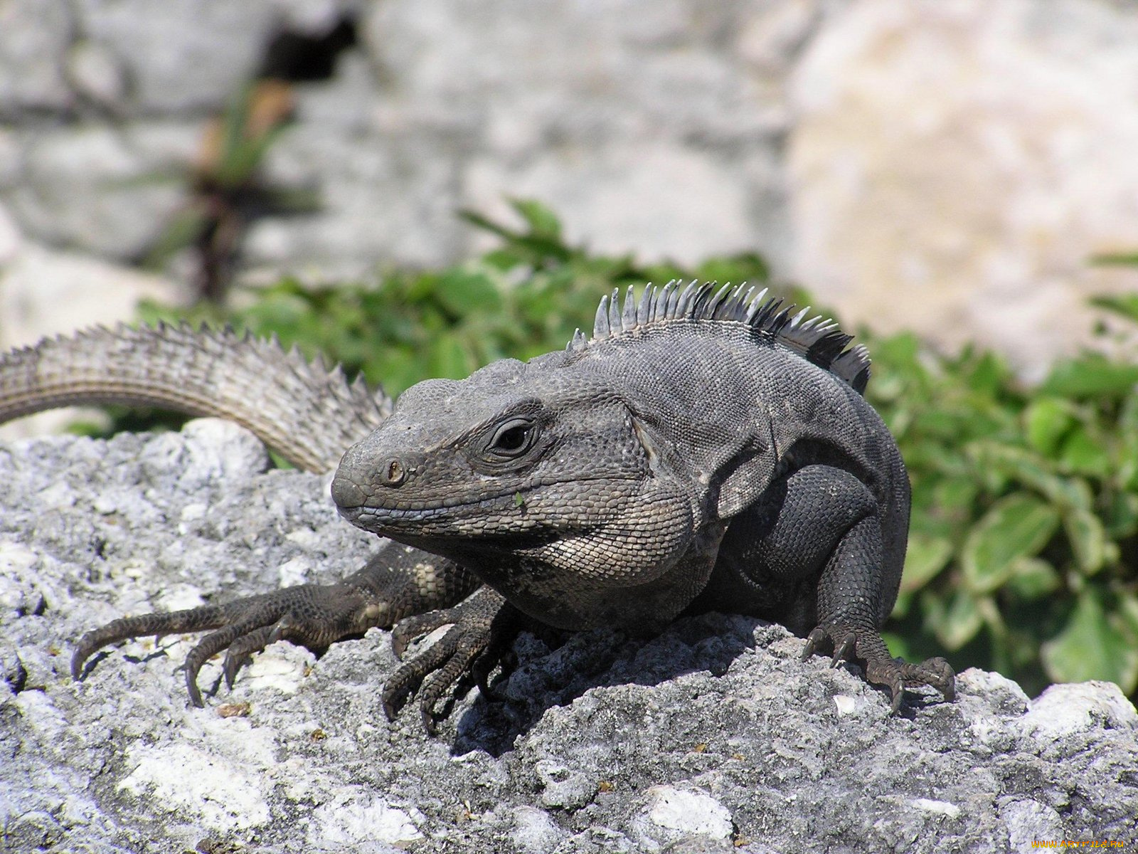 iguane, животные, Ящерицы, игуаны, вараны