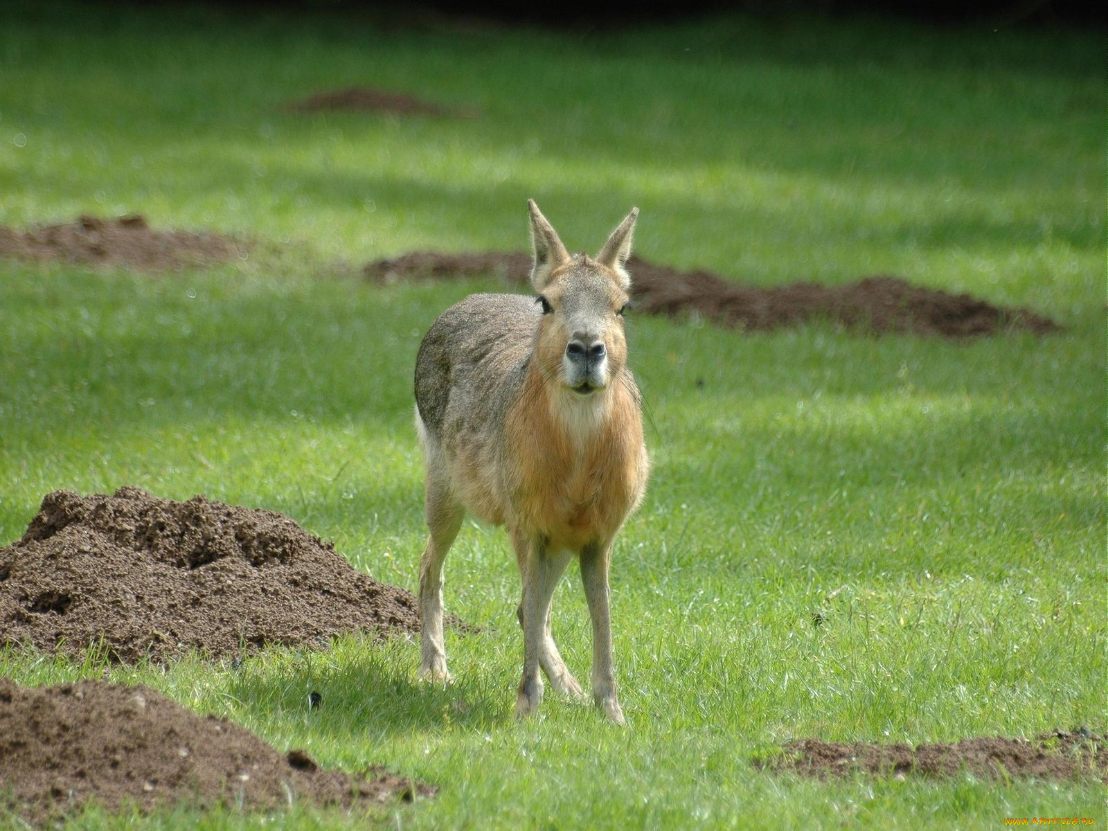 mara, животные, мары