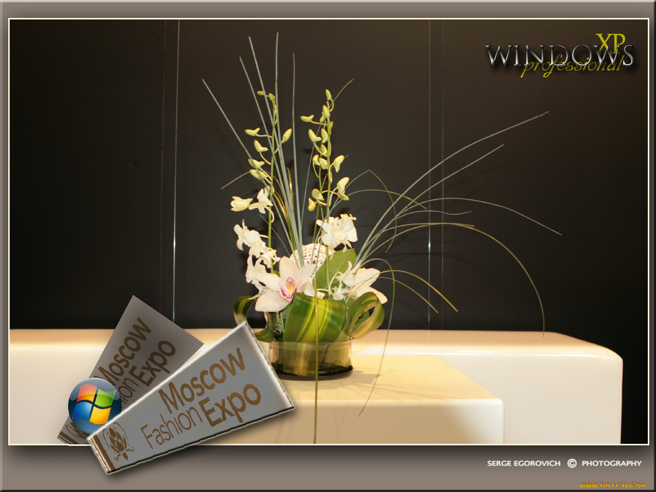 windows11, компьютеры, windows, xp