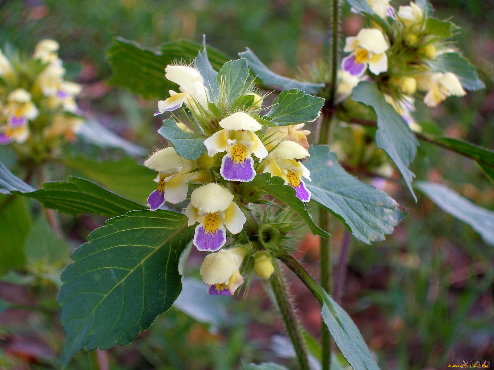цветы, луговые, полевые