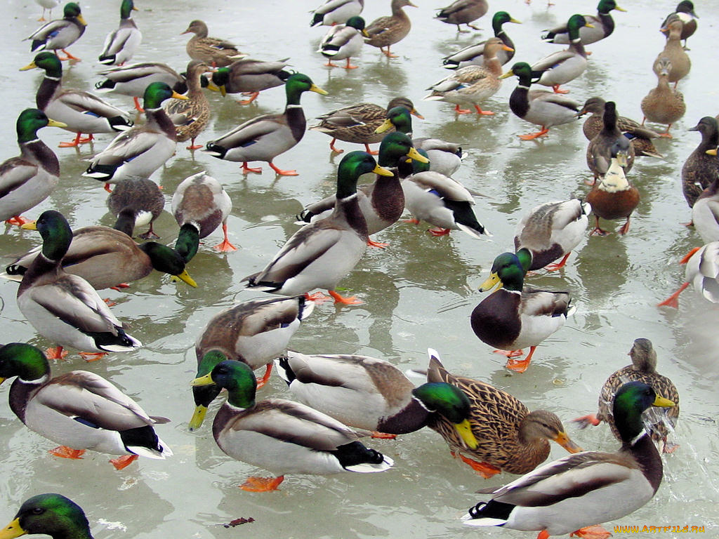 животные, утки