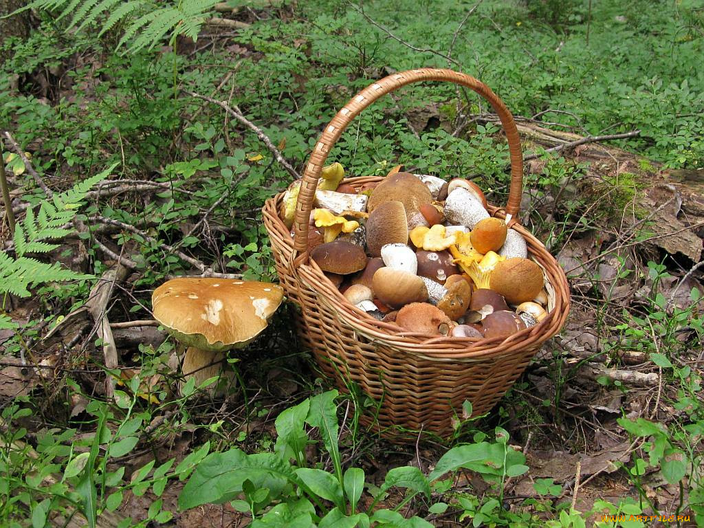 еда, грибы, грибные, блюда