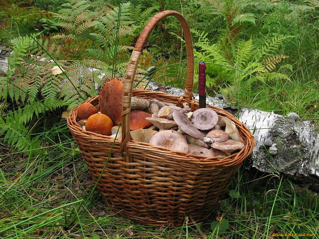 еда, грибы, грибные, блюда