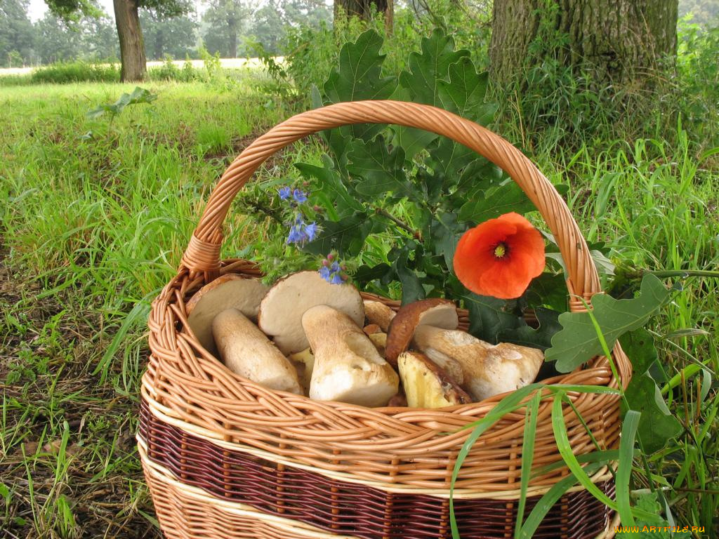 еда, грибы, грибные, блюда