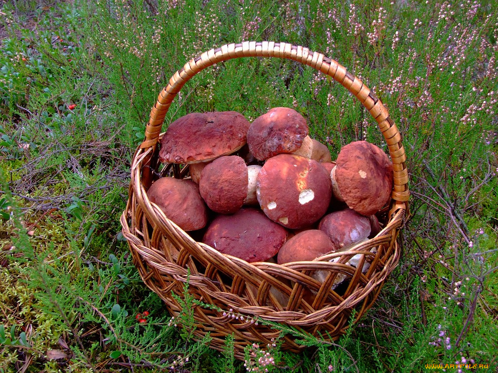 еда, грибы, грибные, блюда