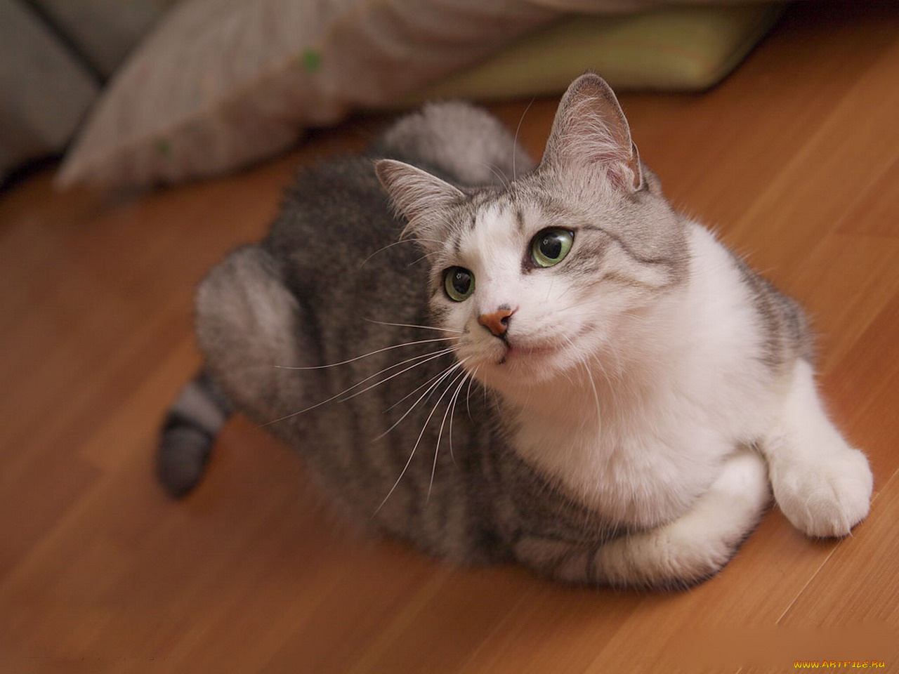 животные, коты