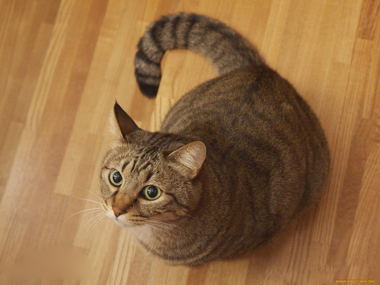 животные, коты