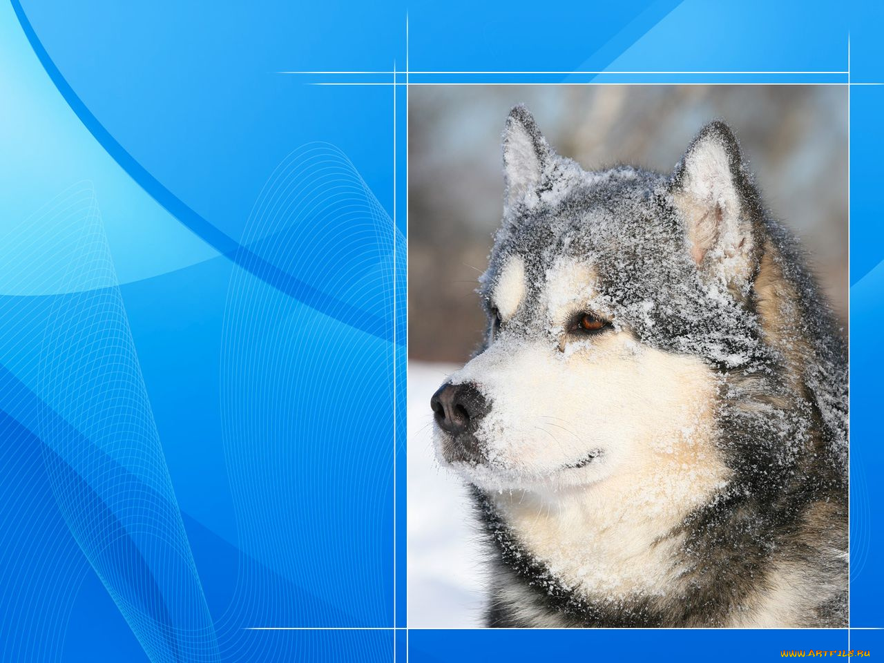 животные, собаки