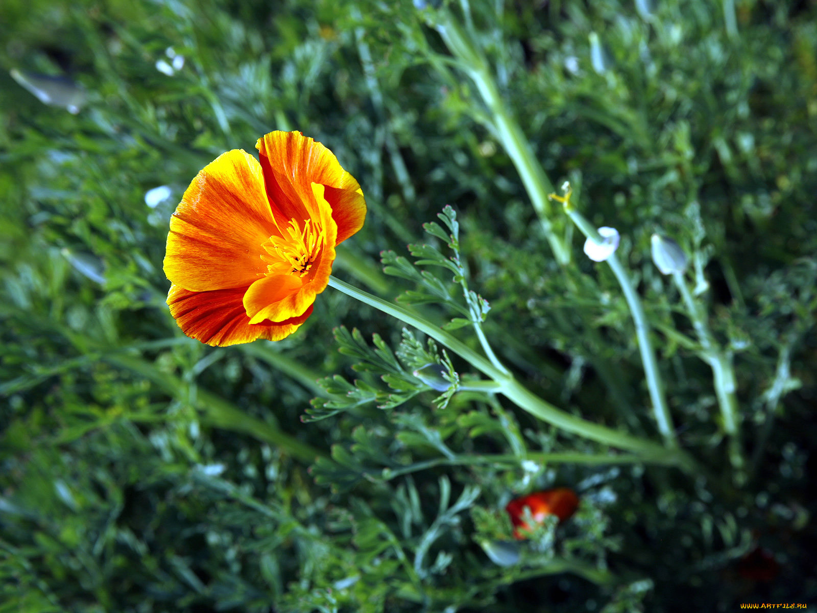 цветы, эшшольция