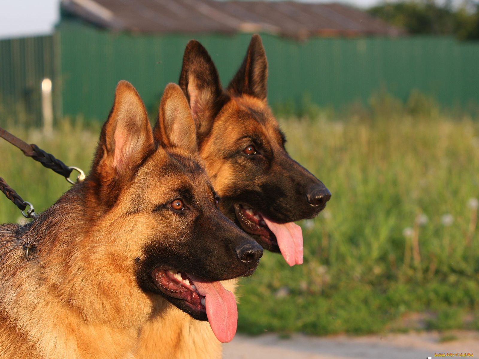 животные, собаки