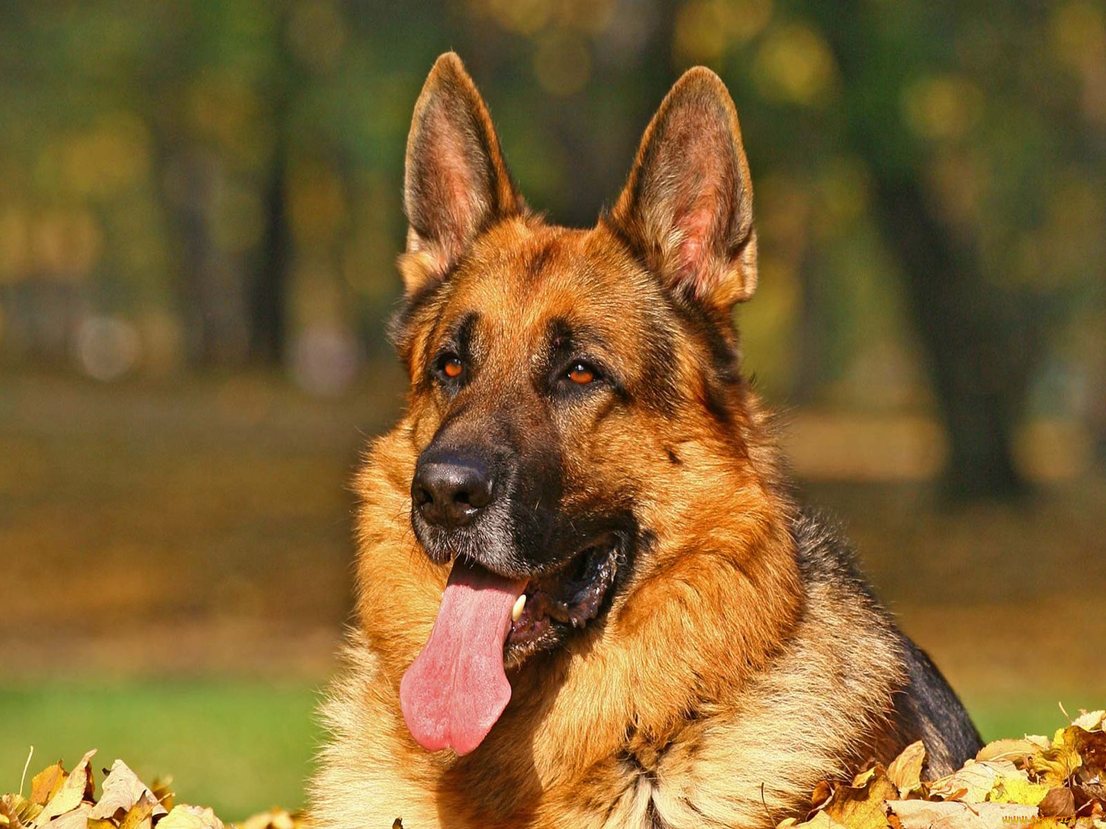 животные, собаки