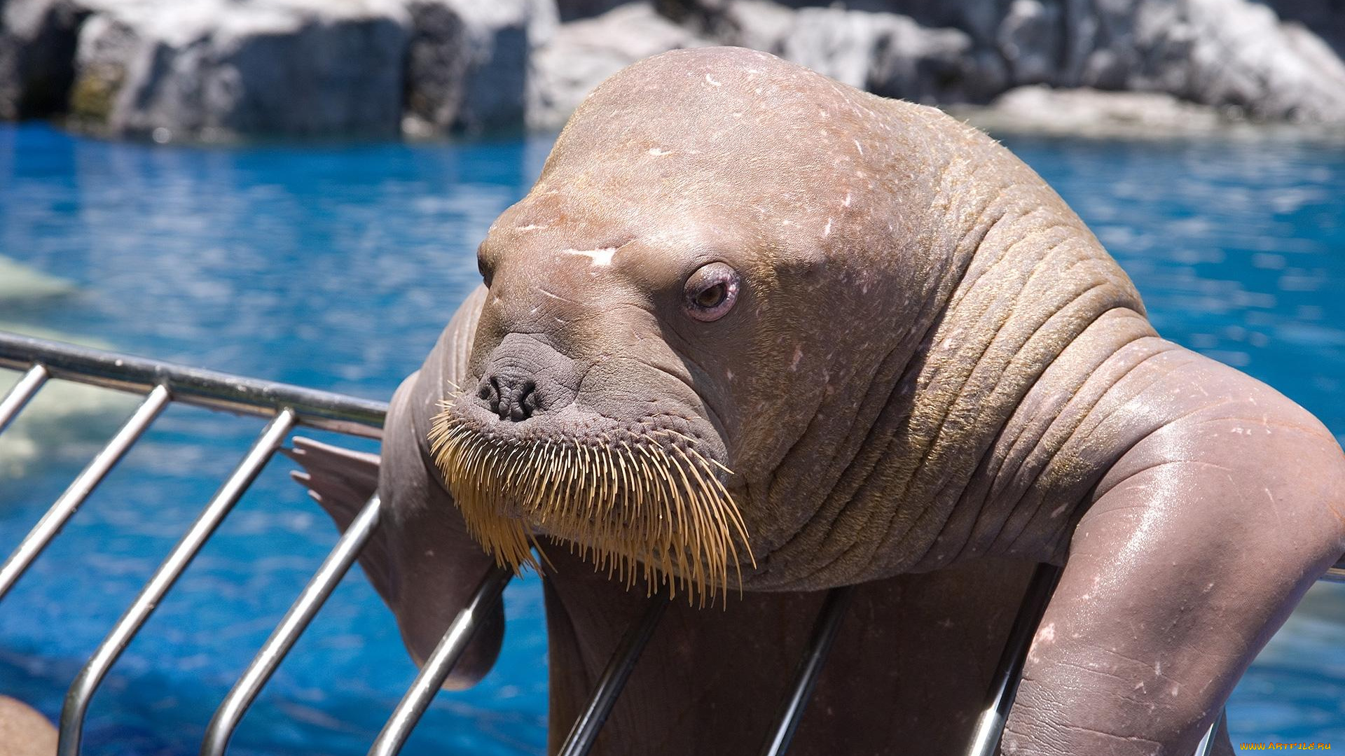 петр, гусятников, сафари, парк, бангкоке, животные, моржи