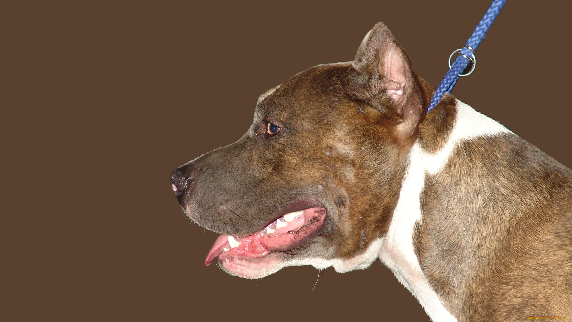 животные, собаки