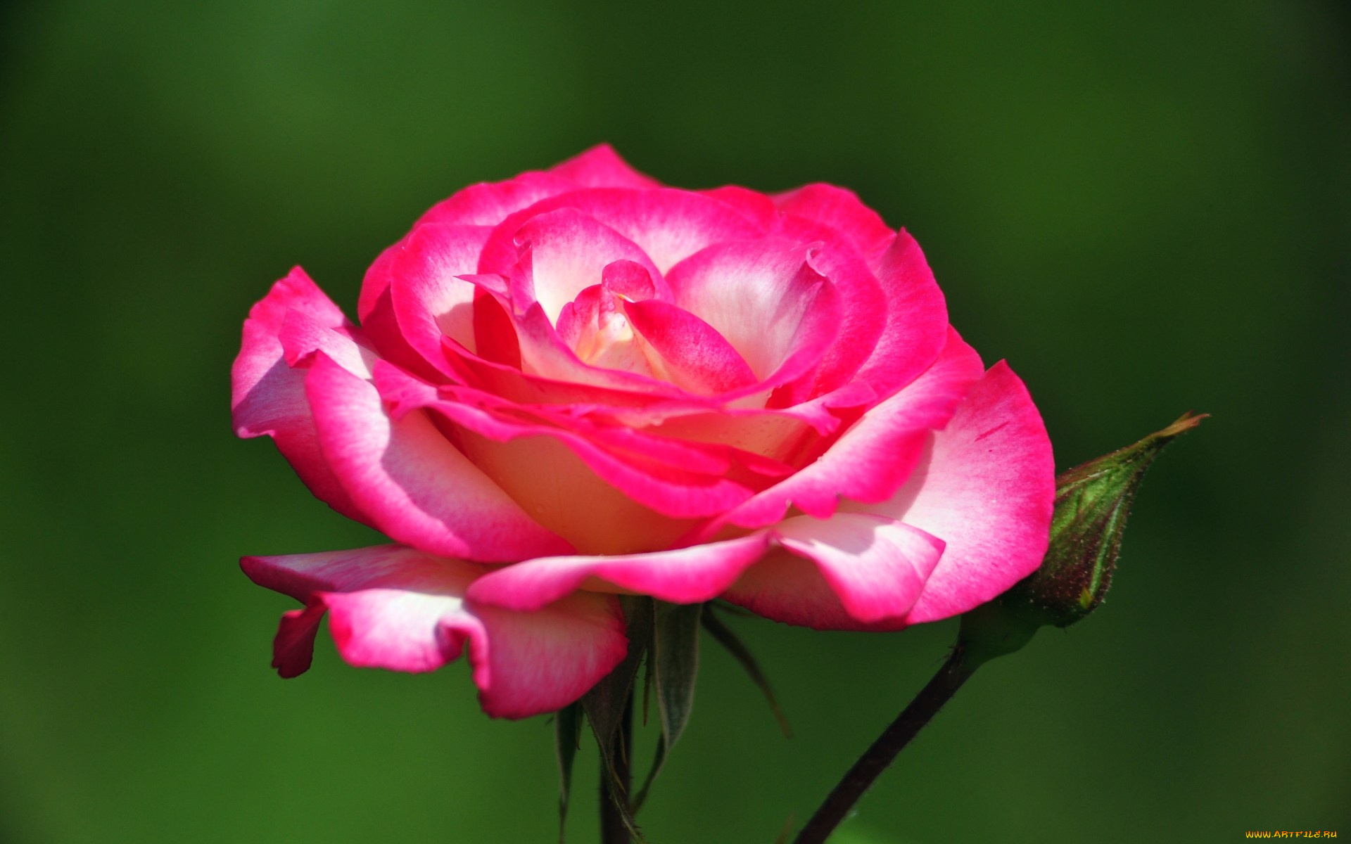 цветы, розы