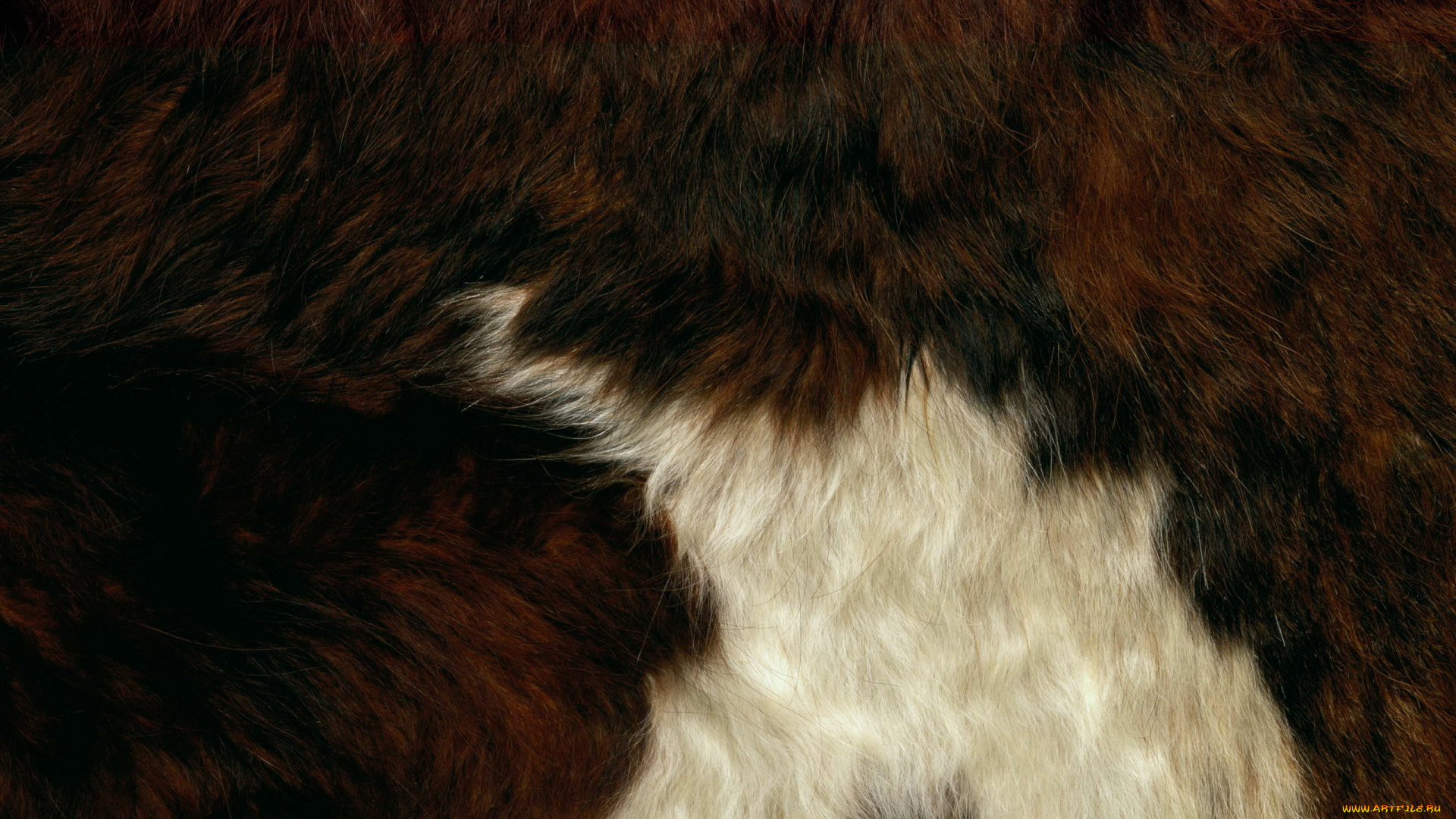 разное, текстуры, мех, шкура, текстура