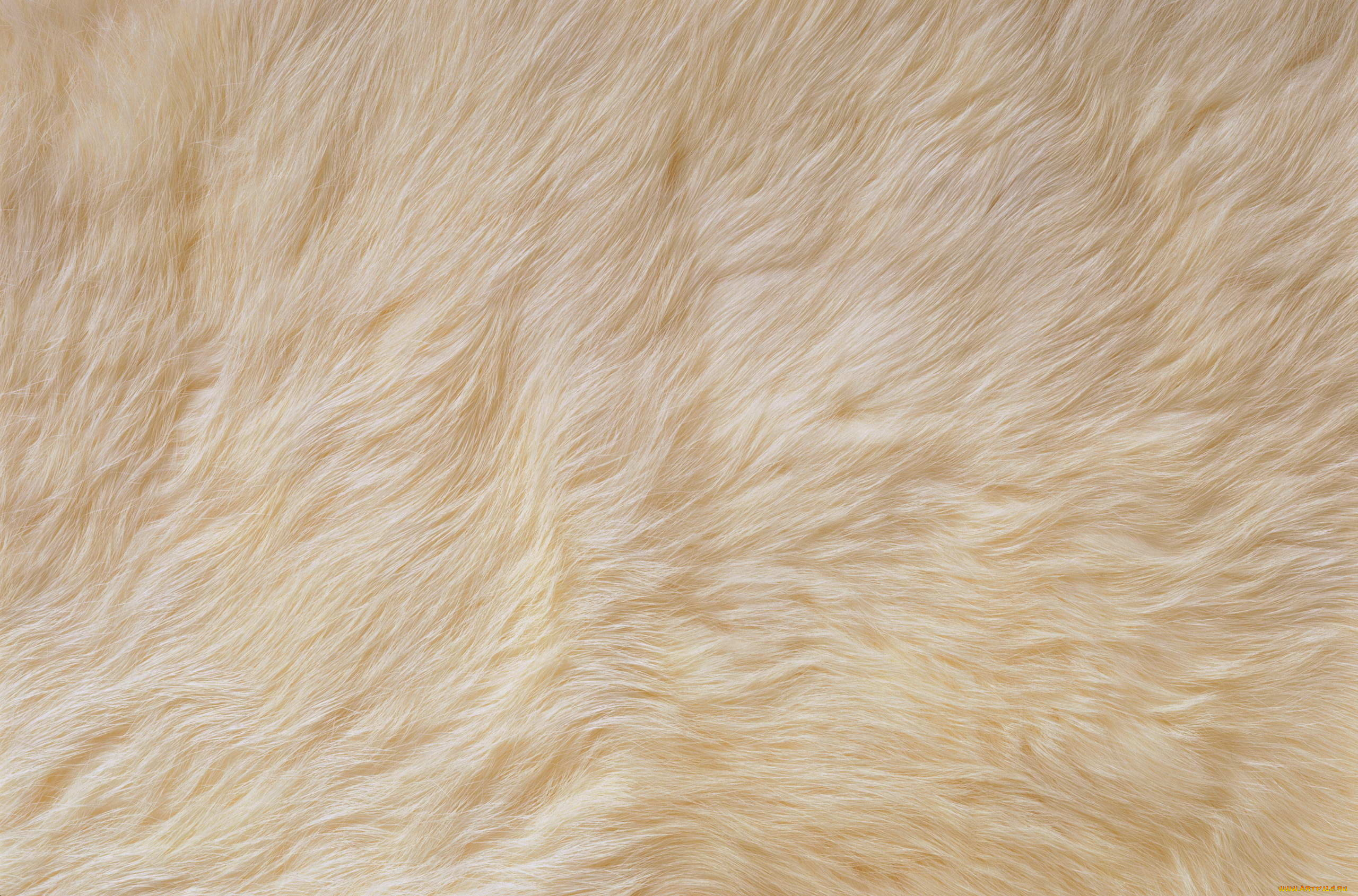 разное, текстуры, шкура, белый, мех