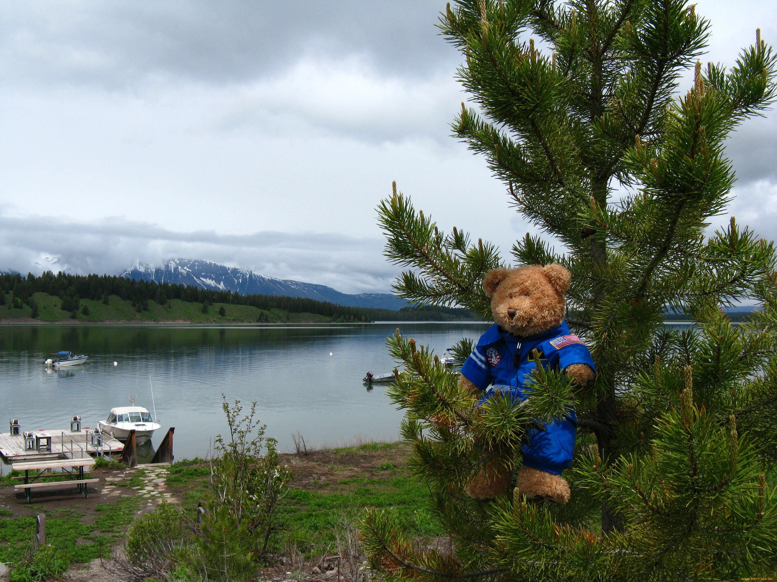 разное, игрушки, мишка, сосна