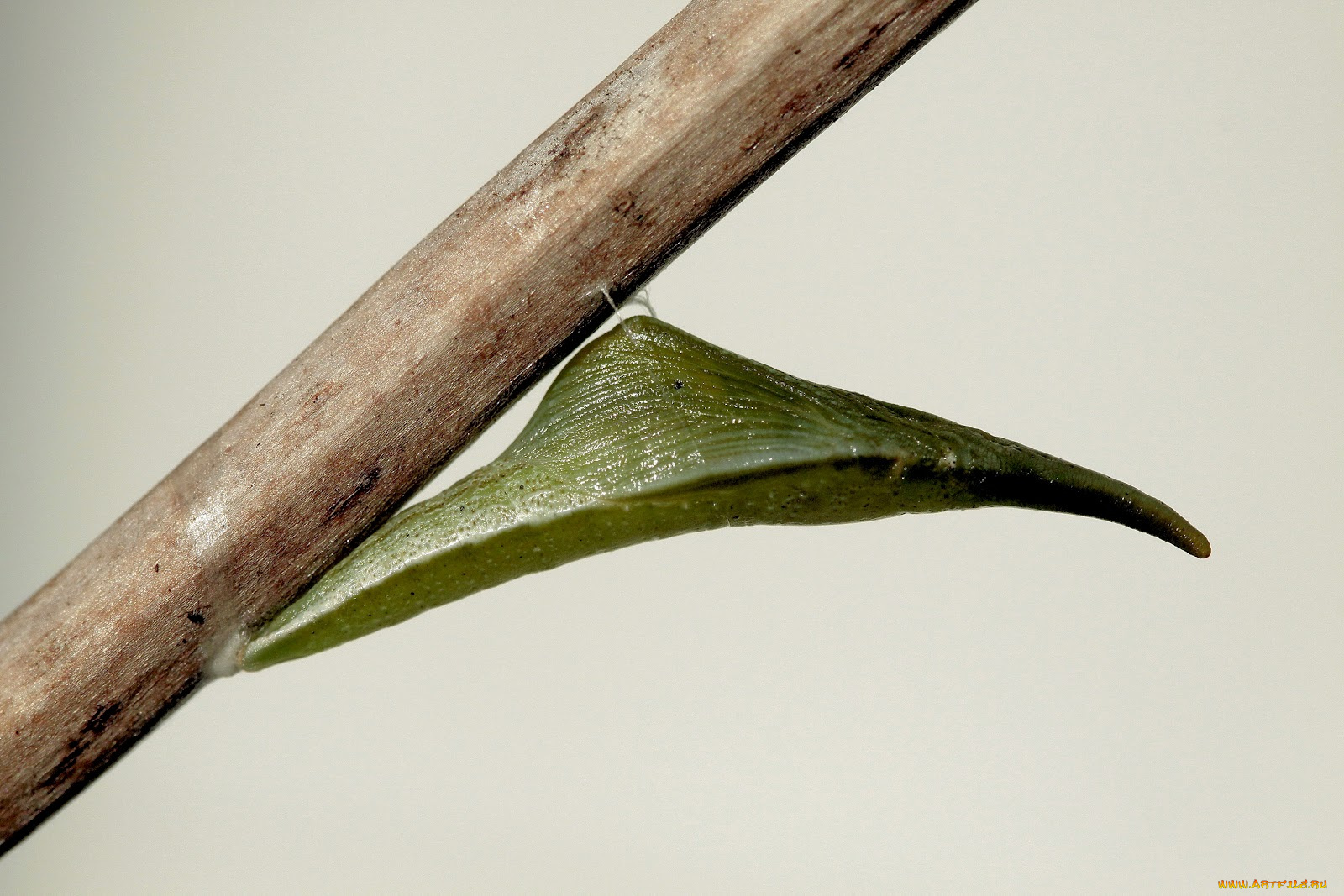 животные, бабочки, ветка, кокон