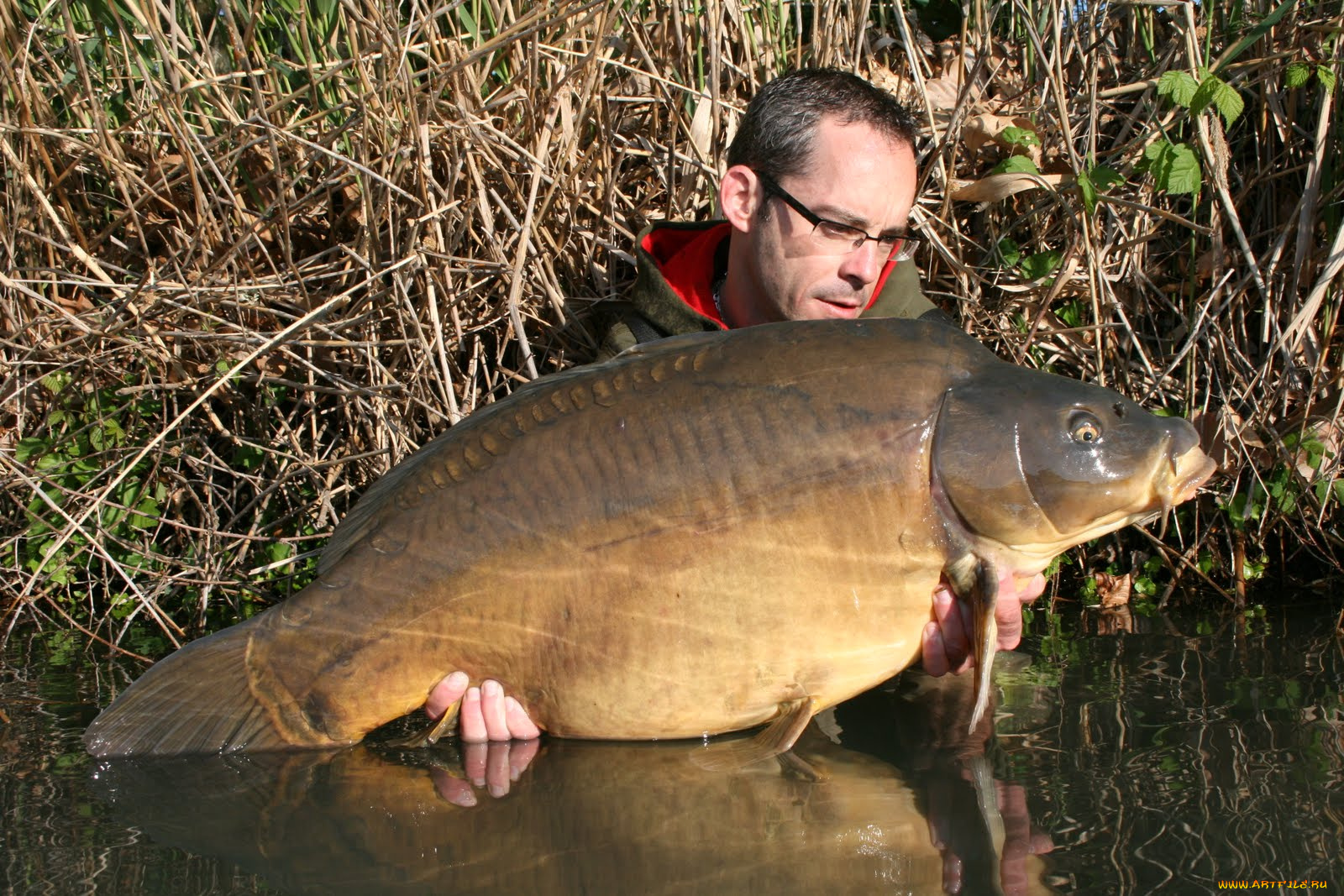 животные, рыбы, улов, рыба