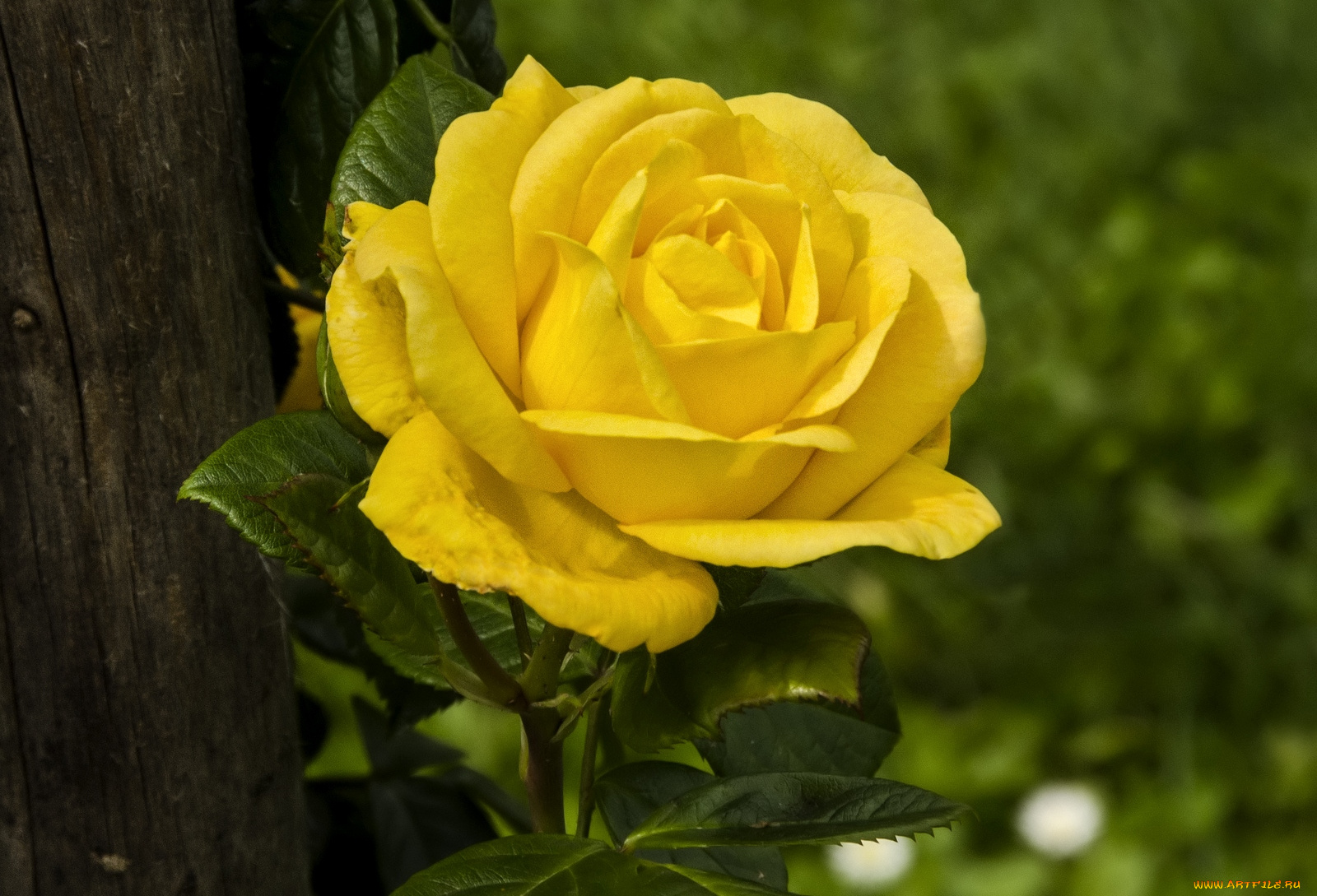 цветы, розы, лепестки, желтый