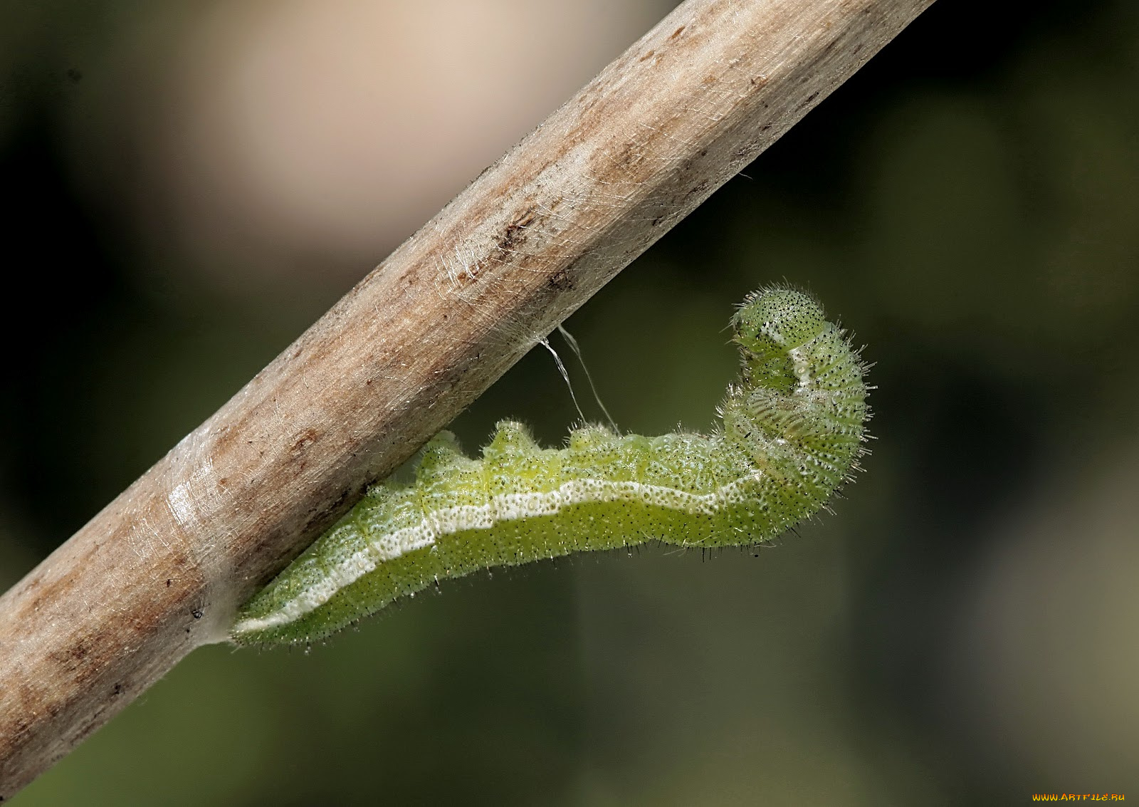 животные, гусеницы, ветка, гусеница