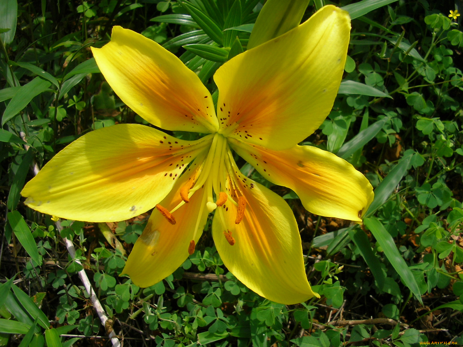 цветы, лилии, лилейники