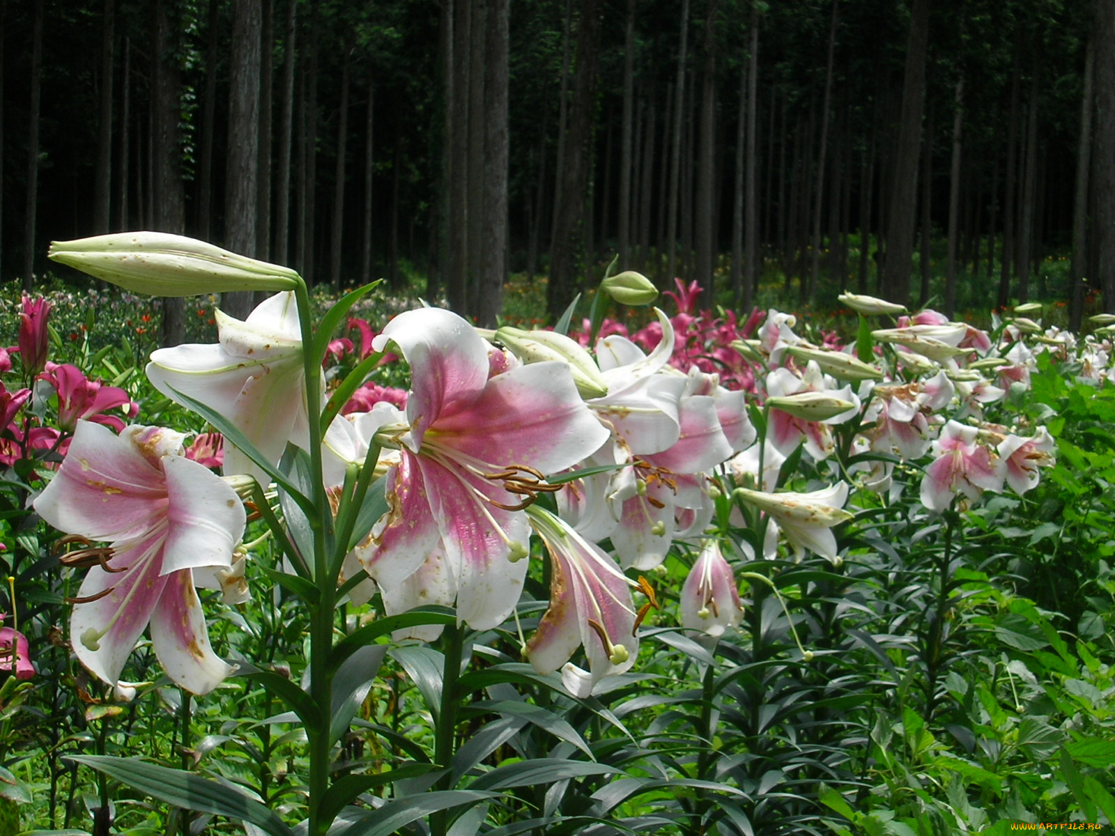 цветы, лилии, лилейники