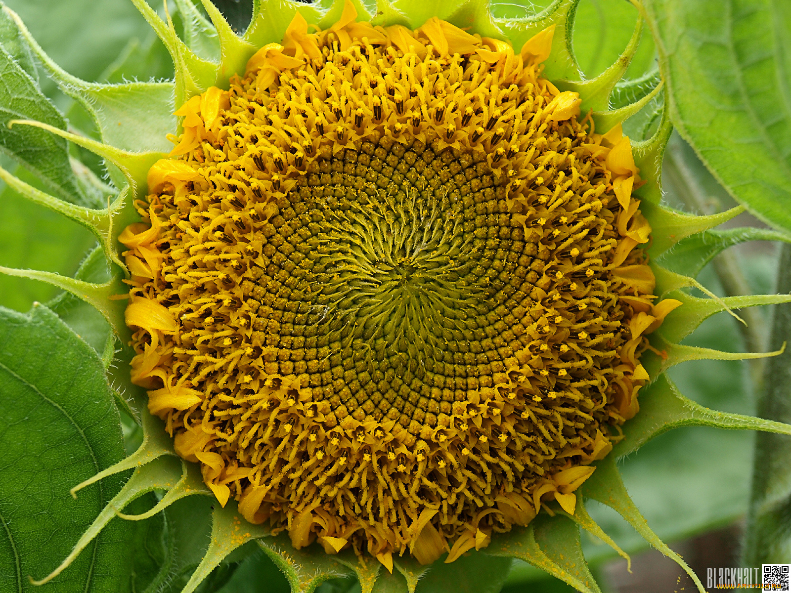 цветы, подсолнухи, подсолнух