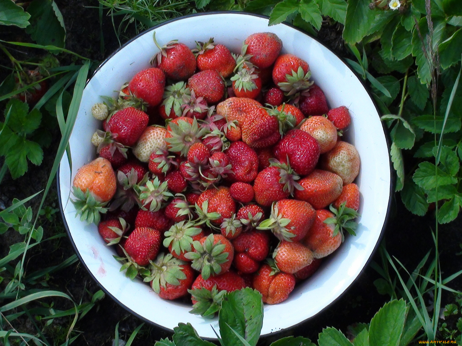 еда, клубника, земляника, тарелка