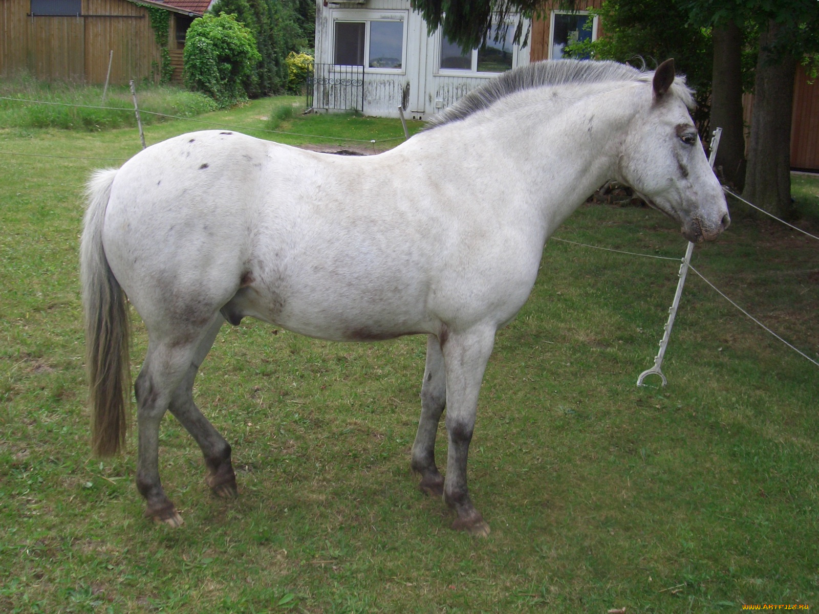 животные, лошади, лошадь