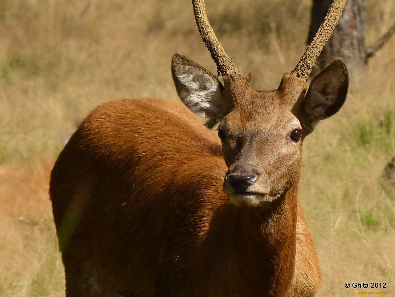 животные, антилопы, антилопа