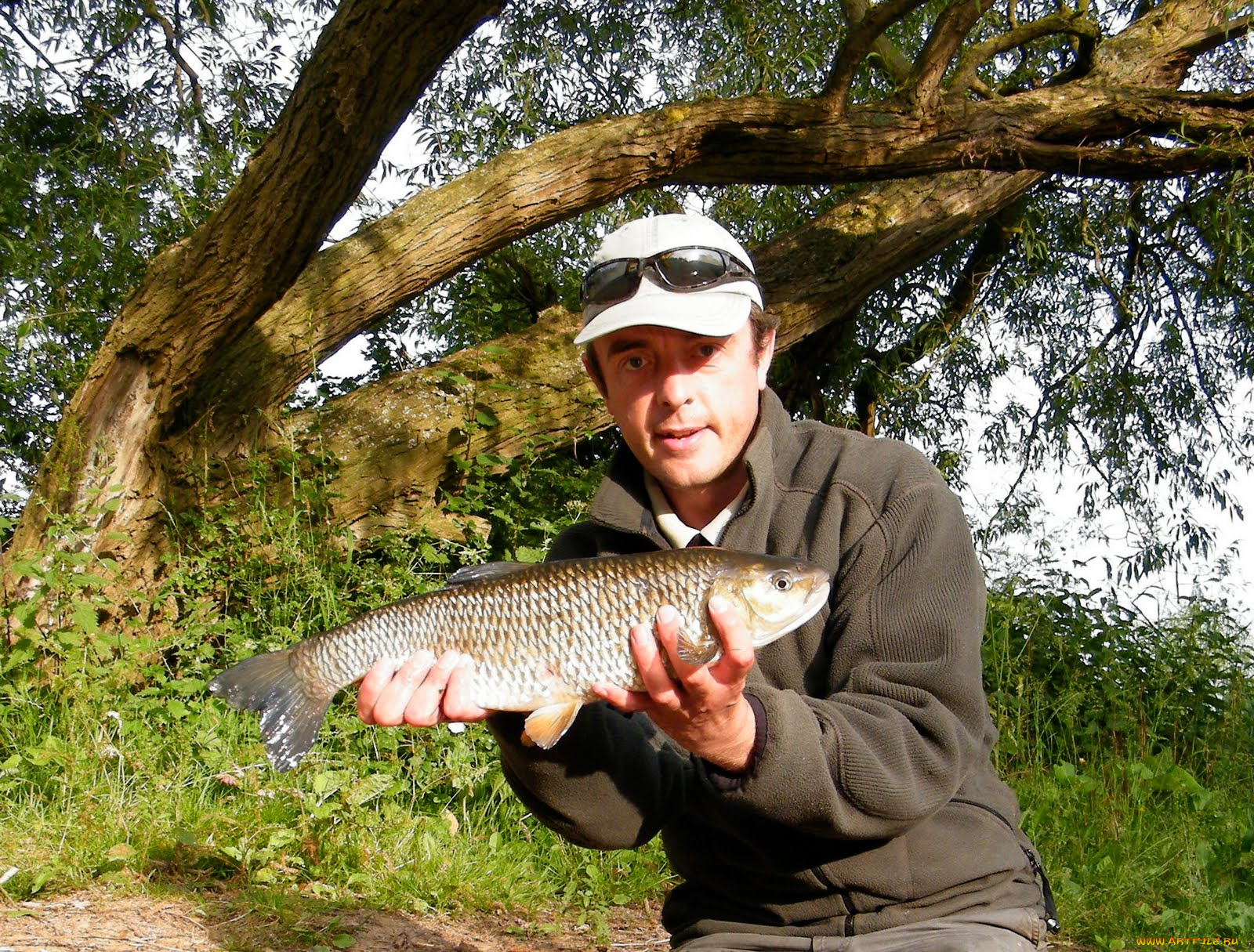 животные, рыбы, улов, рыба