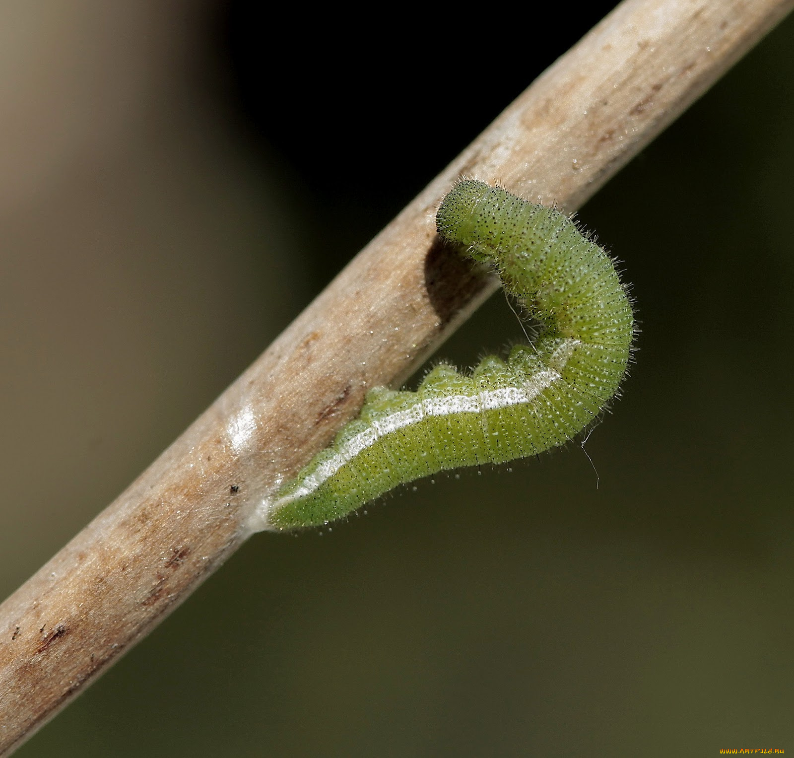 животные, гусеницы, ветка, гусеница