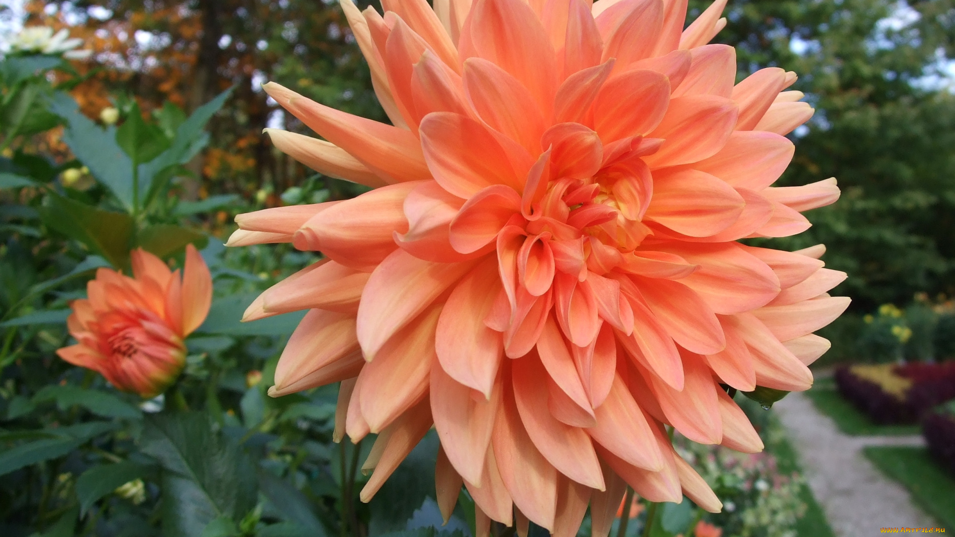 цветы, георгины, георгина