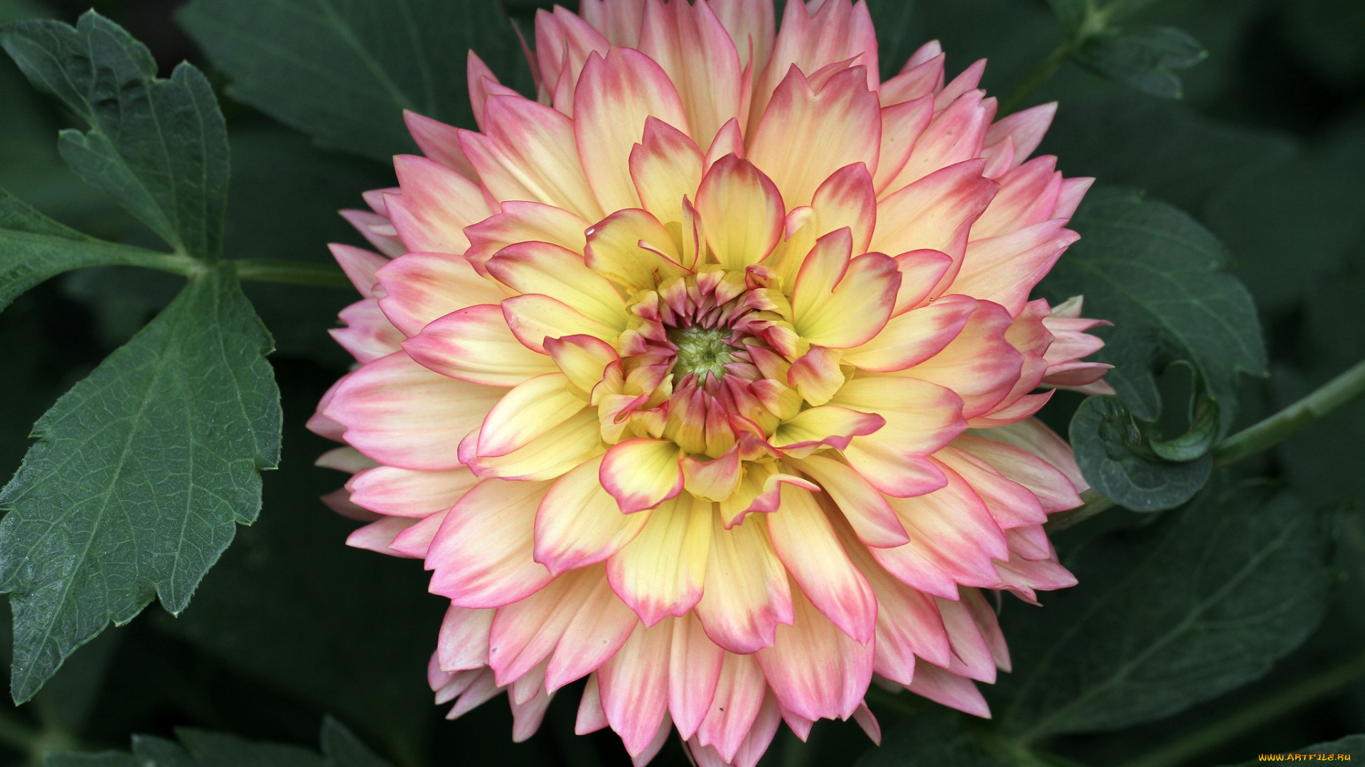 цветы, георгины, круглый, пестрый