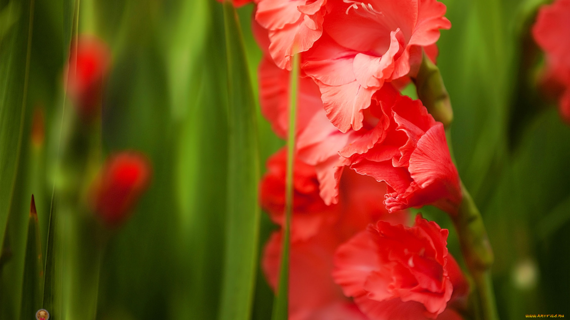 цветы, гладиолусы, красный