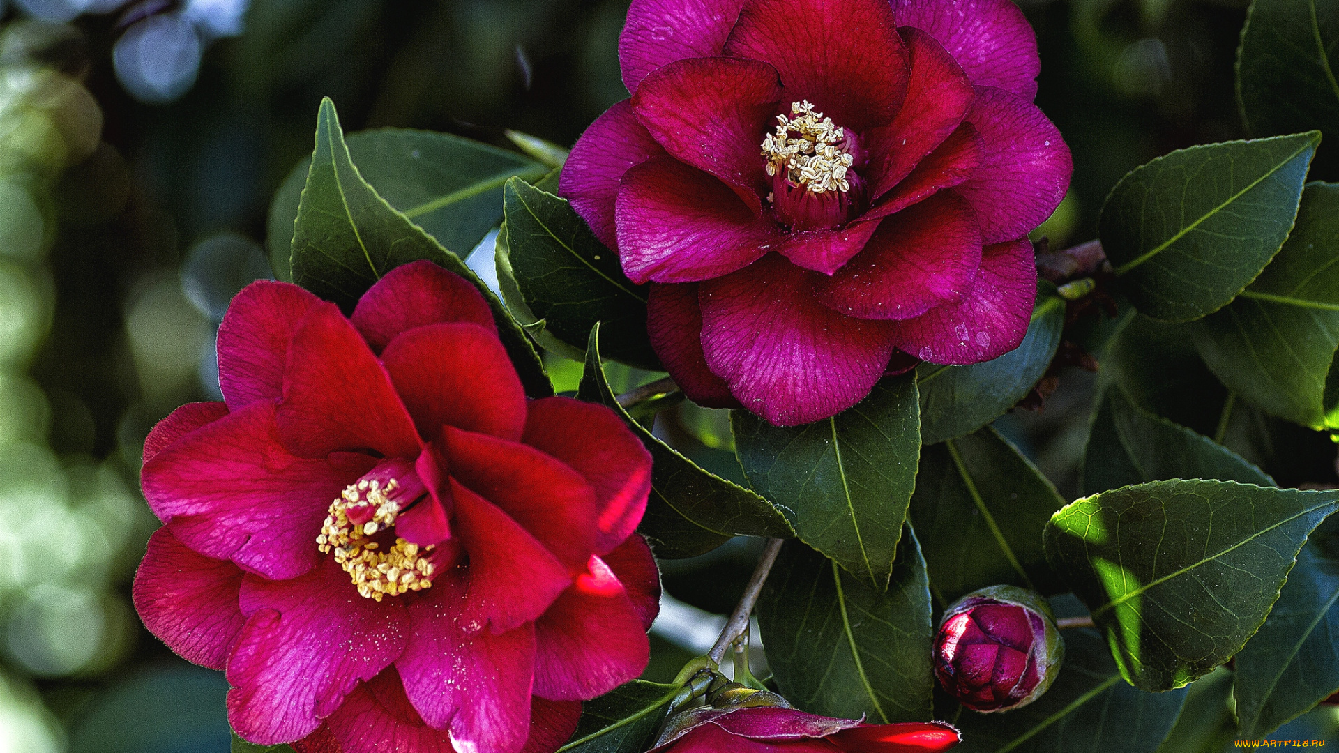 цветы, камелии, ветки, красный