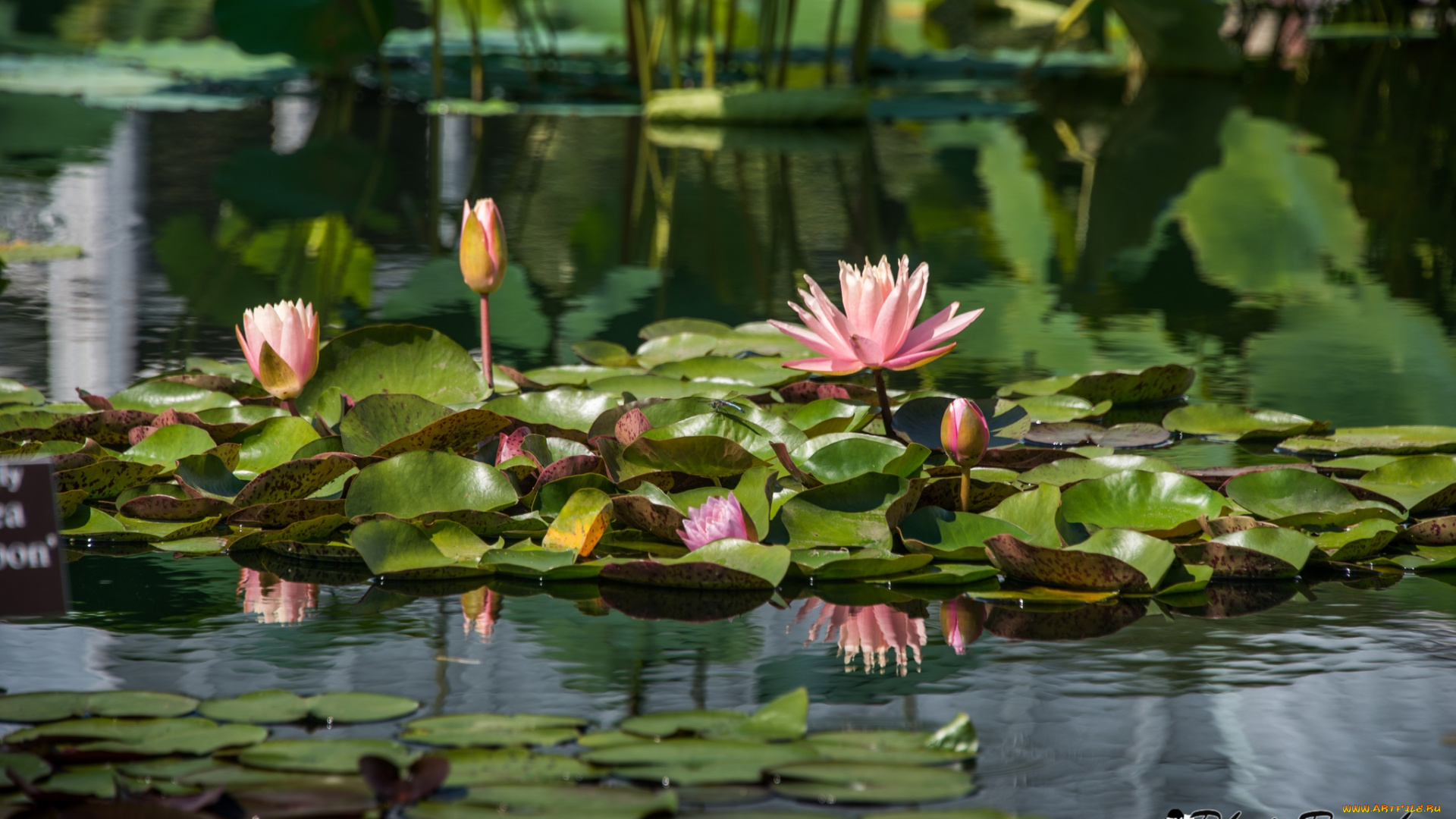 цветы, лилии, водяные, нимфеи, кувшинки, вода, розовый
