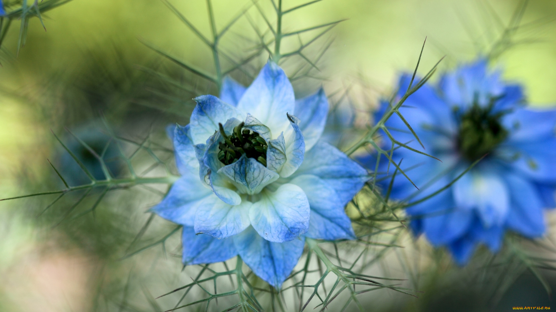 цветы, нигелла, голубой