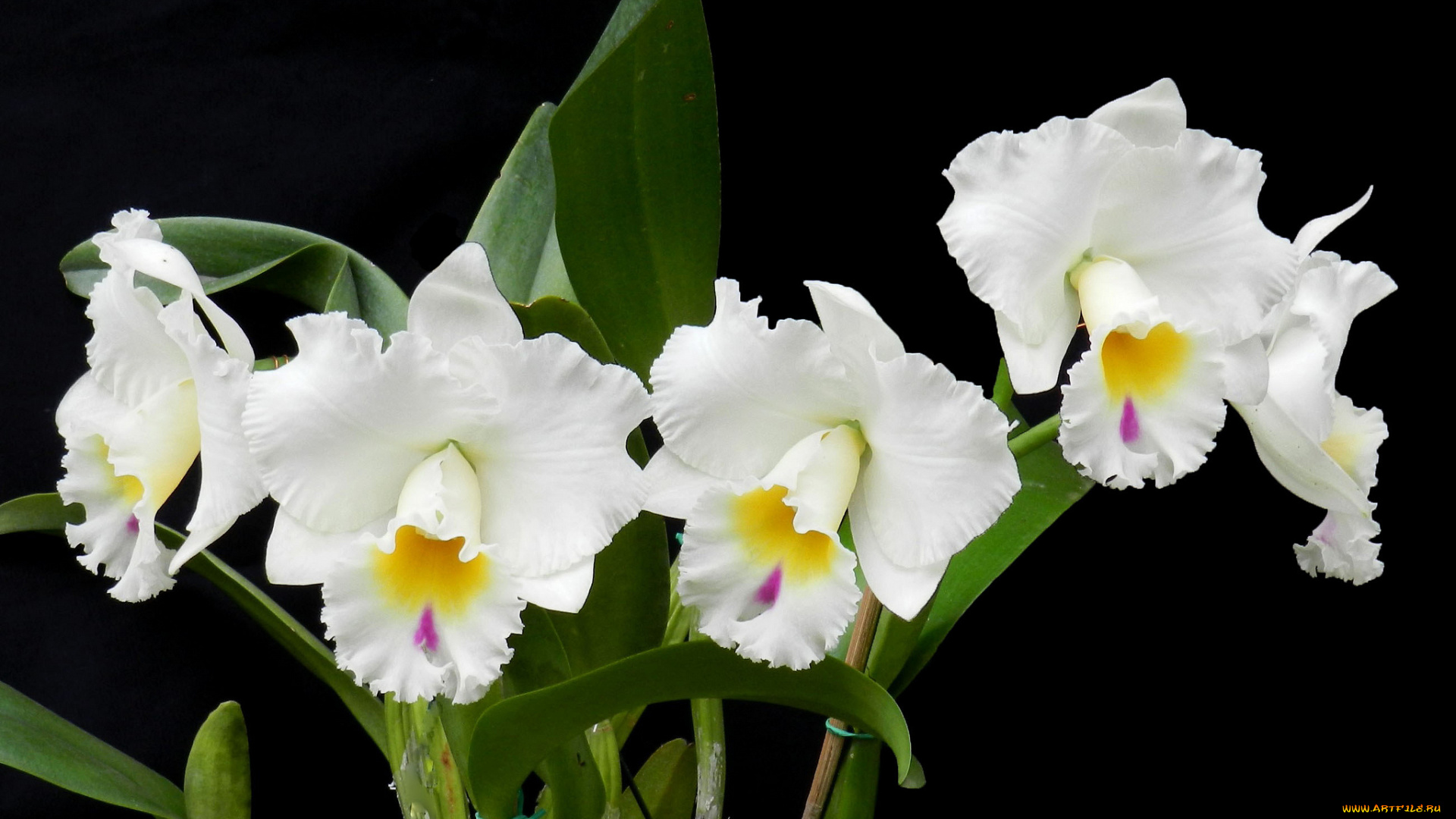 цветы, орхидеи, экзотика, белый
