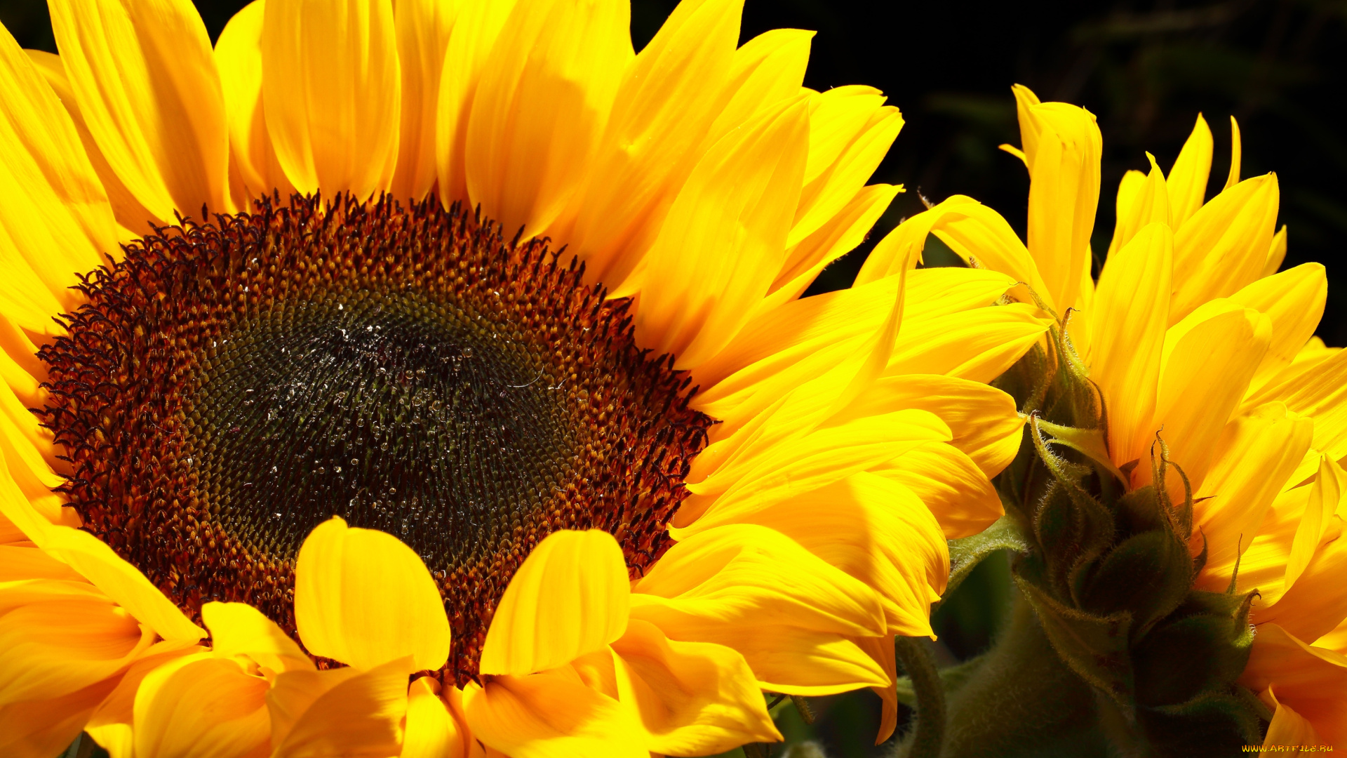 цветы, подсолнухи, лепестки, желтый