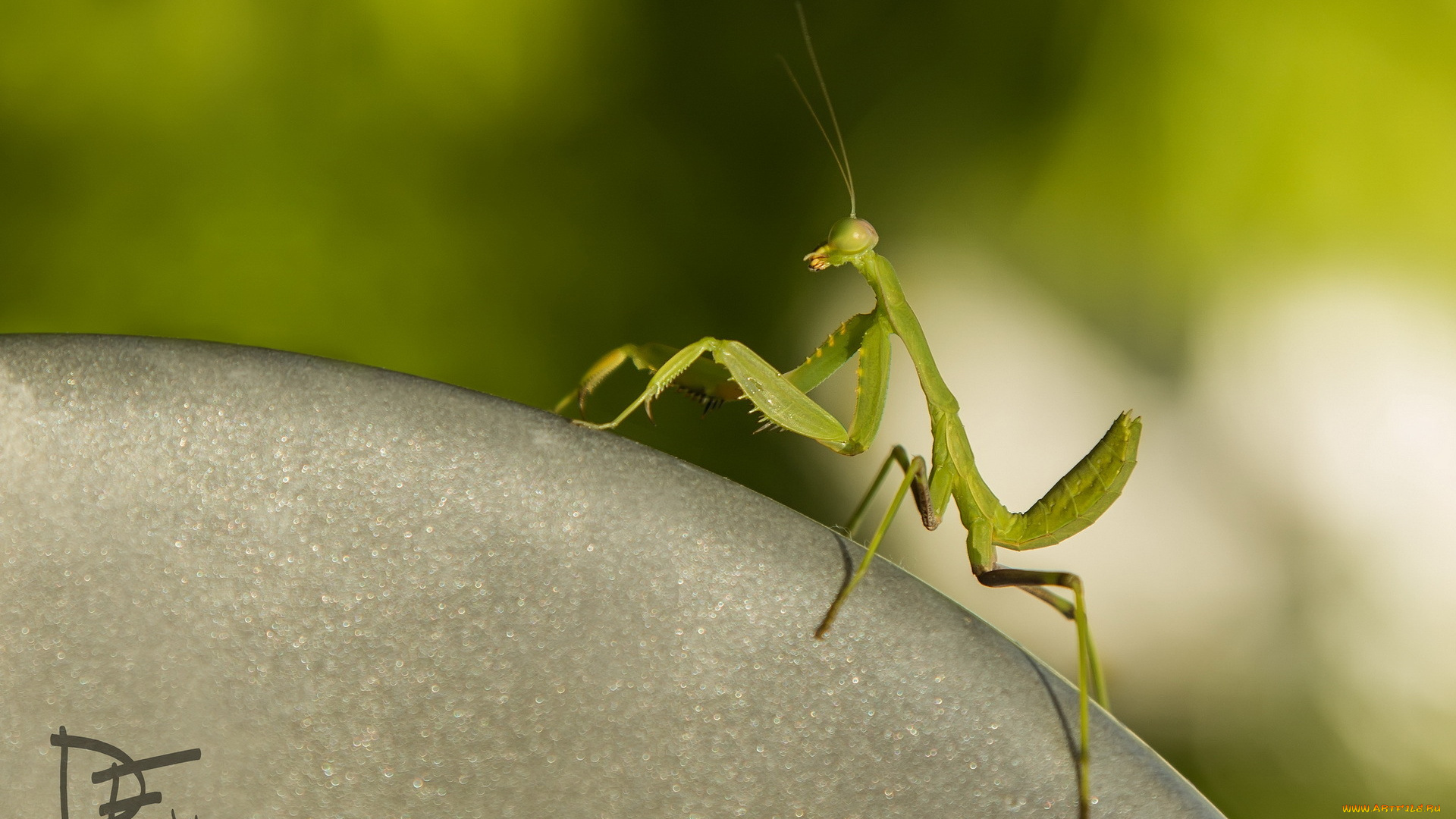 животные, богомолы, природа, фон, mantis