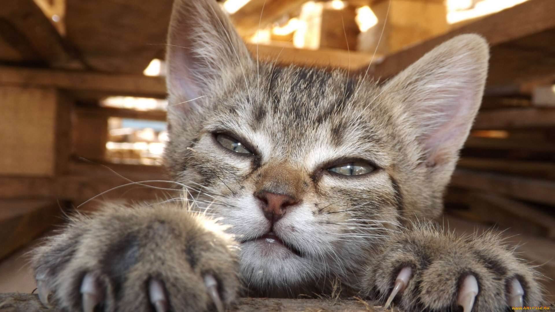 животные, коты, котёнок, когти