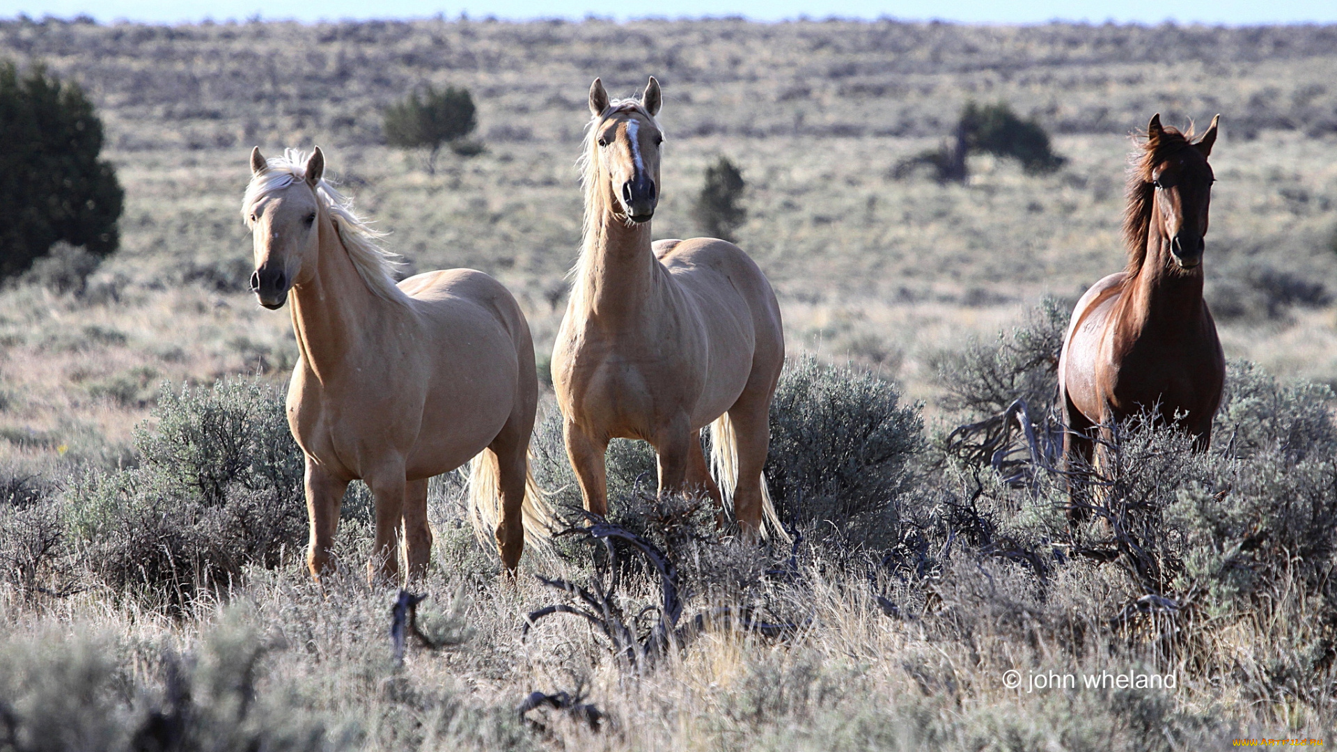 животные, лошади, мустанги