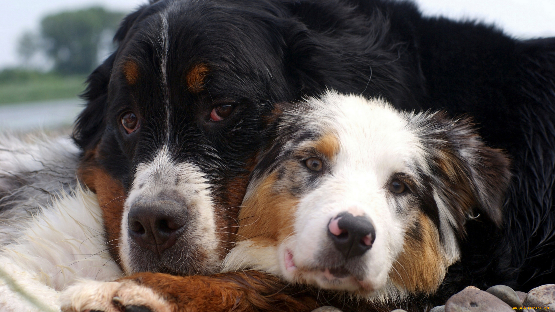 животные, собаки, друзья, камни