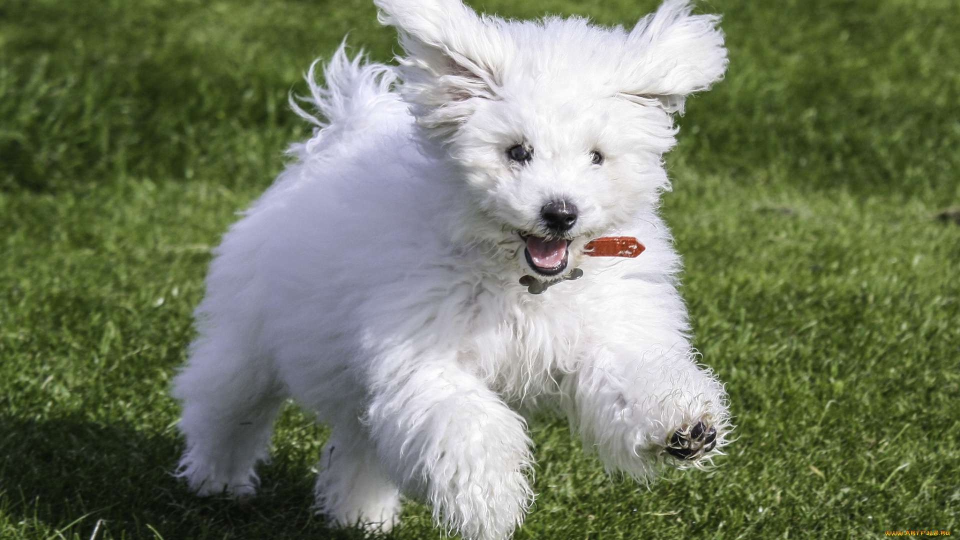 животные, собаки, щенок, забавный, пушистый, белый