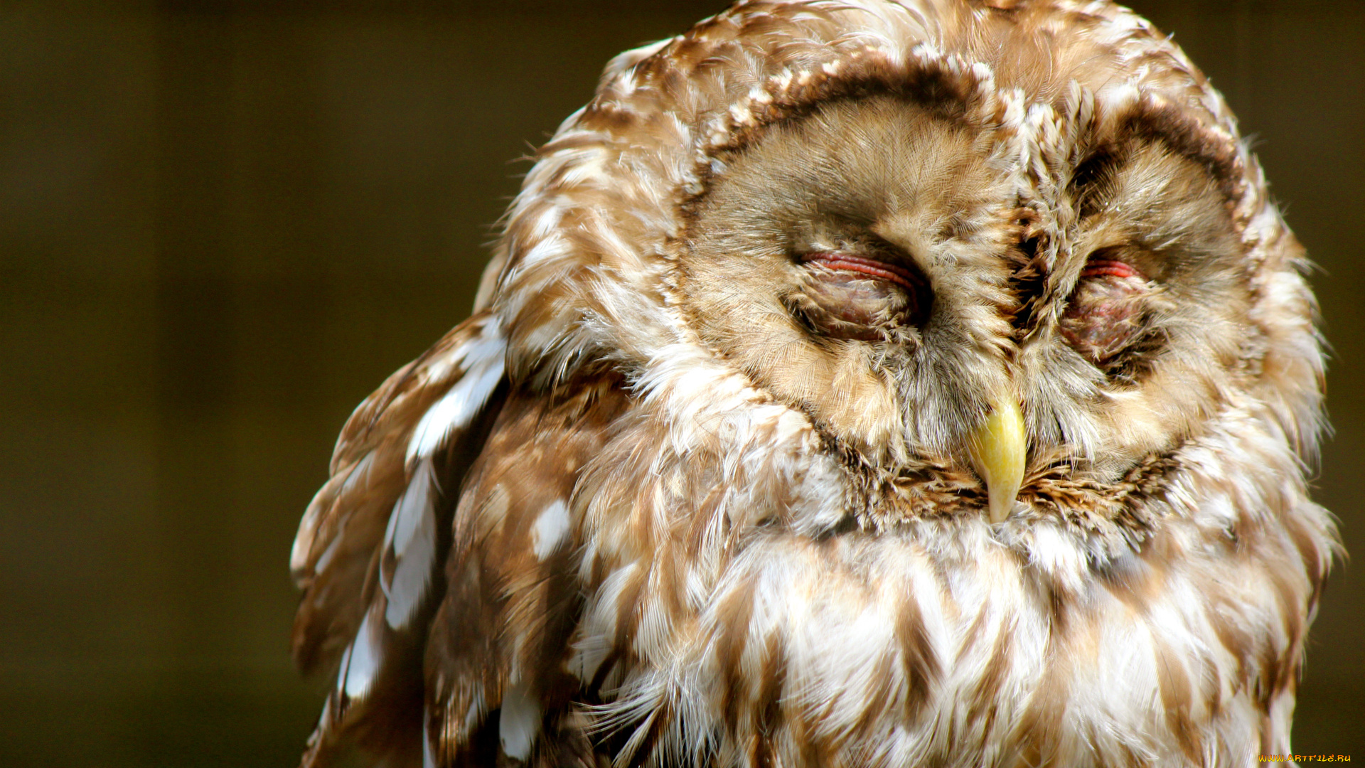 животные, совы, пестрая, закрытые, глаза, оперение, сова