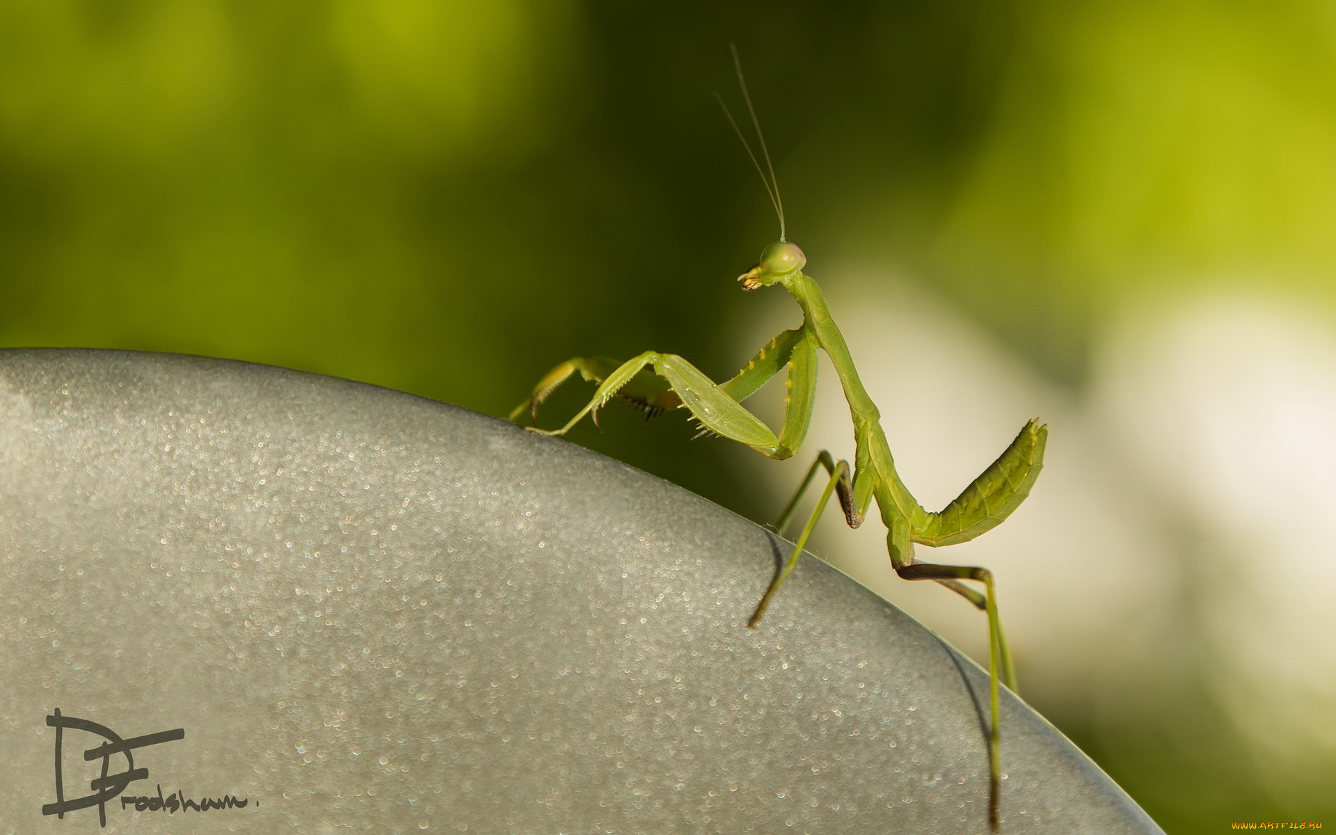 животные, богомолы, природа, фон, mantis